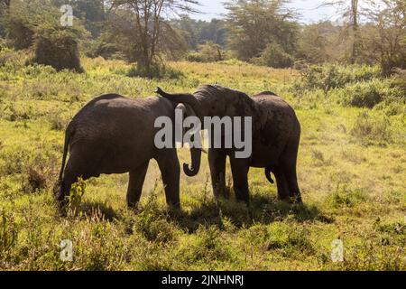 Deux jeunes éléphants mâles qui s'y battent ensemble Banque D'Images