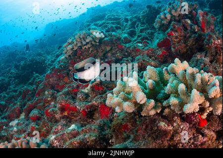 Angéloses bandit endémiques ou angéloses à bandes noires, Apolemichthys arcuatus, et corail de chou-fleur, Pocillopora meandrina, Lehua Rock, Niihau, Hawaï Banque D'Images