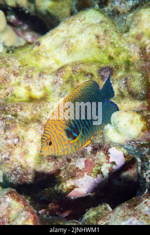 Potier's angelfish, Centropyge potteri, mâle, espèces endémiques, Pawai Bay, Kona, Hawaï ( la Grande île ), États-Unis ( Central Pacific Ocean ) Banque D'Images