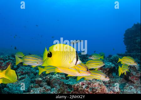 Poisson-mouche endémique de mouillage, Chaetodon miliaris, vivaneau ou ta'ape à bleuets, Lutjanus kasmira, et autres poissons de récif à Lehua Rock, Hawaii, États-Unis Banque D'Images