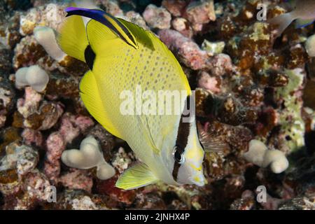 Le butterflyfish ou lauwiliwili, Chaetodon miliaris, espèce endémique hawaïenne, est devenu pâle dans une station de nettoyage, Kona, Hawaii, États-Unis, Pacifique Banque D'Images