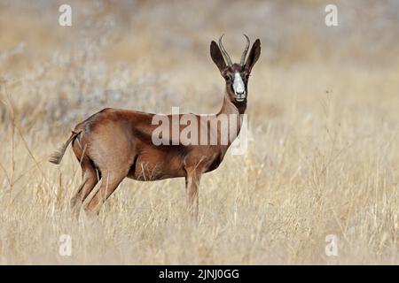 Antilope rare de printemps noir (Antidorcas marsupialis) dans les prairies, en Afrique du Sud Banque D'Images