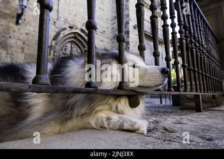 Détail de l'animal de compagnie reposant dans la ville Banque D'Images