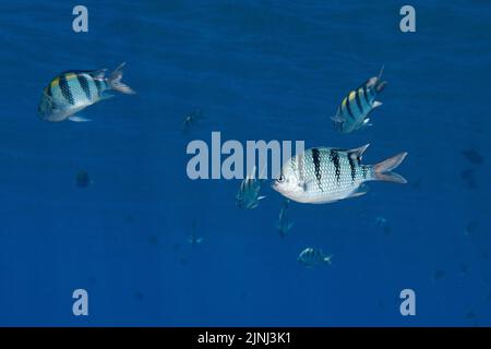 Sergeant hawaïen, damégoïste vert, ou ségéant majeur damégoïste, Abudefduf abdominalis, espèce endémique, avec deux sergents Indo-Pacific, Hawaii Banque D'Images