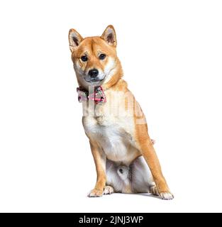 Chien Shiba inu portant un chien de collier, assis, isolé sur blanc Banque D'Images