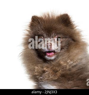 Plan de tête d'un chien de Poméranie brun isolé sur blanc Banque D'Images