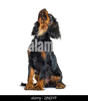 Jeune cavalier King Charles Spaniel Noir-et-tan, regardant vers le haut, isolé sur blanc Banque D'Images