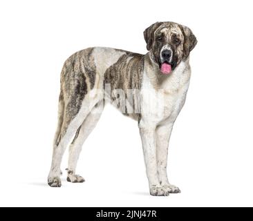 Vue latérale d'un chien Mastiff de Transmontano, en regardant un appareil photo, isolé sur blanc Banque D'Images