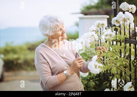 Femme âgée admirant de magnifiques buissons avec des roses blanches Banque D'Images