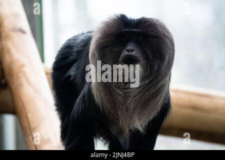 Gros plan d'un macaque à queue de lion grimpant au milieu d'une enceinte en bois dans un zoo Banque D'Images