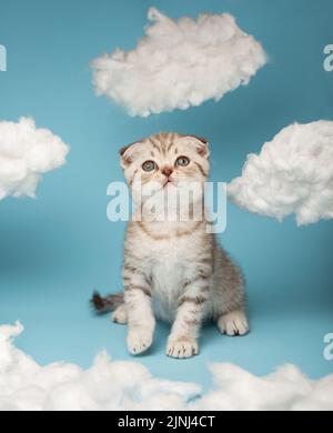 Joyeux chaton écossais rayé regarde avec intérêt la chose qu'il va attraper avec ses pattes. Cat joue sur fond bleu Banque D'Images