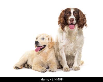 Deux chiens ensemble, Golden Retriever et springer spaniel, isolés sur du blanc Banque D'Images