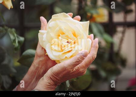 Mains de femmes âgées tenant belle rose jaune. Banque D'Images