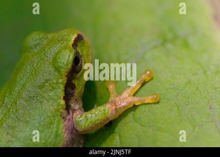 Grenouille japonaise sur une feuille Banque D'Images