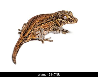 Vue arrière Nouvelle-Calédonie Bumpy gecko, Rhacodactylus auriculatus Banque D'Images