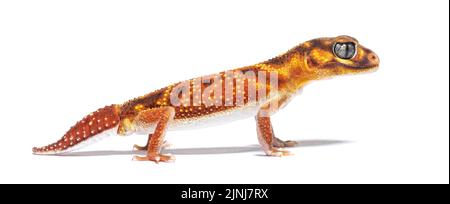 Vue en profil de la gecko à queue de boutons à trois lignes, Nephrurus levis pilbarensis, isolée sur du blanc Banque D'Images