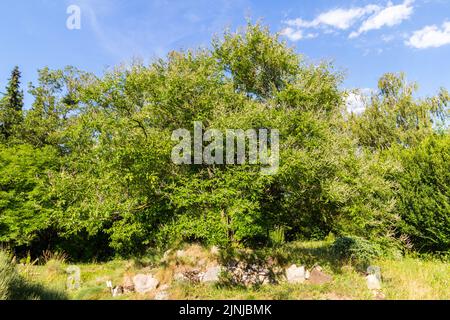 Arbre de chaste chinois en fleurs (Vitex negundo) en été dans le jardin botanique de l'Université de Sopron, Hongrie Banque D'Images