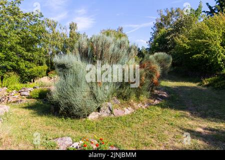 PIN commun (Ephedra fragilis Desf. ssp. Campylopoda Aschers) en été dans le jardin botanique de l'Université de Sopron, Hongrie Banque D'Images