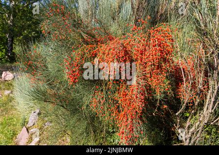 Baies de fruits en été, dans le jardin botanique de l'Université de Sopron, en Hongrie, en pin commun (Ephedra fragilis Desf. ssp. Campylopoda Aschers) Banque D'Images