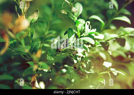 Gros plan de la chenille de l'arbre caout, cydalima perspectalis sur le buisson Buxus sempervirens. Un insecte rayé vif sur une branche de buis. Le plus gros ravageur pour Buxus s. Banque D'Images