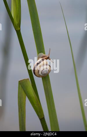 Escargot sur une tige de plante Banque D'Images