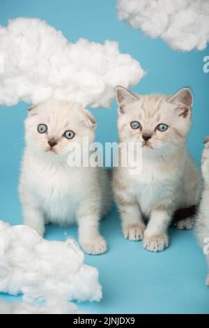 Deux petits chats écossais de couleur crème et lait avec des yeux bleus sur un fond bleu et regarder loin de ce qui les distrait. Chatons avec différents posi d'oreille Banque D'Images