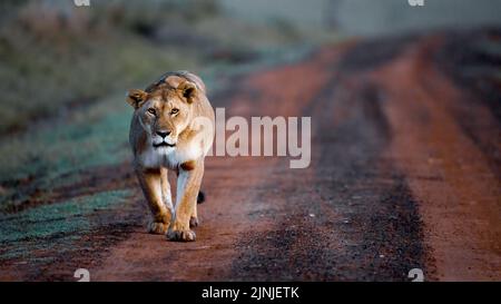 Lionne marchant le long de Masai Mara Road Banque D'Images