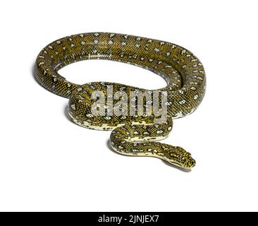 Python de diamant, Morelia spilota spillota, isolé sur blanc Banque D'Images