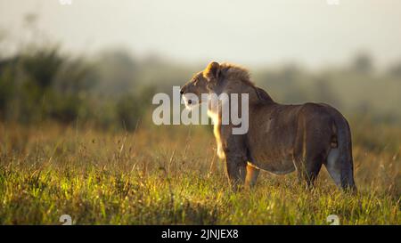 Lion mâle au lever du soleil Banque D'Images