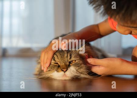 Jeune garçon asiatique tête de course de brun blanc mélange perse chat Banque D'Images