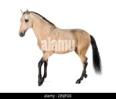 Promenade à pied à cheval Lusitano, vue latérale, isolé sur blanc Banque D'Images