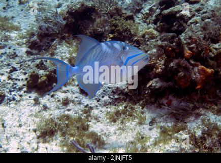 Un Triggerfish de la Reine (Balistes vetula) à Cozumel, Mexique Banque D'Images