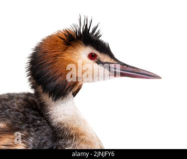 Grand grebe à crête, Podiceps cristatus, isolé sur blanc Banque D'Images