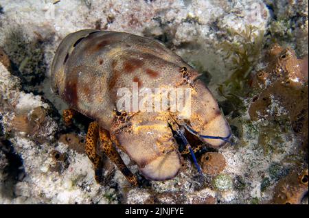 Un homard Slipper sculpté (Paribacus antarcticus) à Cozumel, au Mexique Banque D'Images