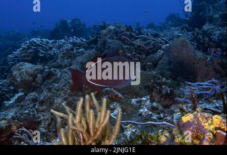 Un Durgon noir (Melichthys niger) à Cozumel, au Mexique Banque D'Images