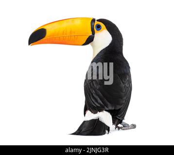 Vue arrière d'un toco Toucan, Ramphastos toco, isolé sur blanc Banque D'Images