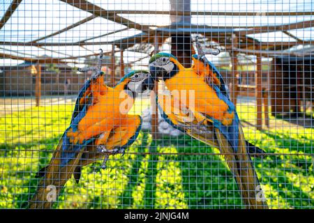 Deux perroquets colorés dans la cage du zoo. Banque D'Images