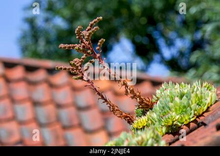 Houseleek commun (Sempervivum tectorum) croissant sur le toit de maison ancienne avec tuiles rouges de toiture, traditionnellement pour protéger les bâtiments contre les coups de foudre Banque D'Images