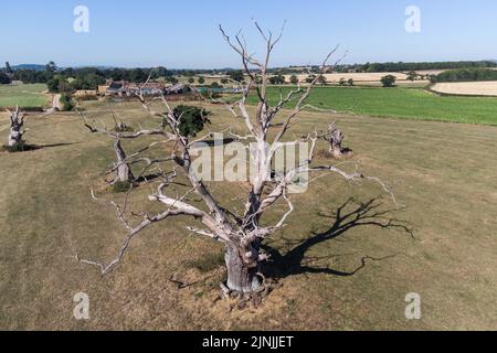 Forthampton, Gloucestershire 12 août 2022 - anciens chênes sur le domaine de Forthampton à Gloucestershire près de Tewkesbury. Les arbres remontent à l'époque Tudor de Henri VIII Les arbres fragiles fleurissent encore en raison du champignon qui pousse sous le tronc. Certains des arbres ont été entourés de champs de maïs sucré, une des seules cultures qui pousse encore dans la chaleur de cisaillement. Crédit : SCOTT cm/Alay Live News Banque D'Images