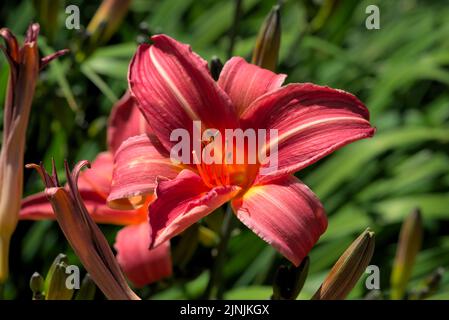 Fleur de daylis orange et pistil sur fond vert; Hemerocallis Banque D'Images