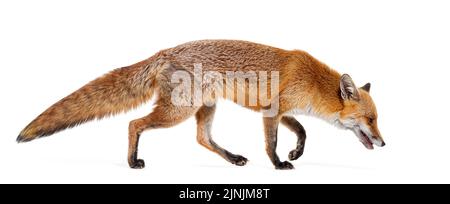 Vue latérale d'un renard roux, vue vers le bas et à pied, deux ans, isolé sur blanc Banque D'Images