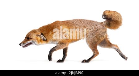 Vue latérale d'un renard roux, vue vers le bas et à pied, deux ans, isolé sur blanc Banque D'Images