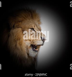 Mâle adulte lion rugissant et montrant ses dents, fangs, à l'intérieur d'un cercle noir Banque D'Images