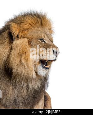 Mâle adulte lion rugissant et montrant ses dents, fangs, Panthera leo, isolé sur blanc Banque D'Images