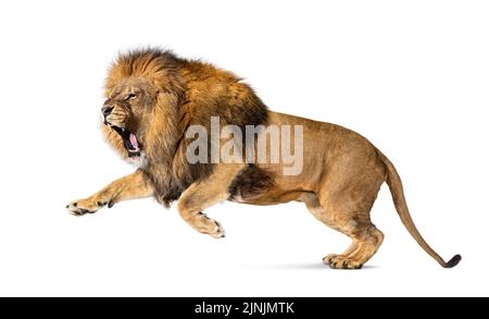 Lion adulte mâle, Panthera leo, bouche bondissant ouverte, isolée sur blanc Banque D'Images