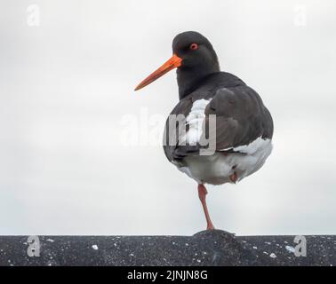 l'oystercatcher palaearctic (Haematopus ostralegus), se dresse sur une jambe, Norvège, Troms Banque D'Images