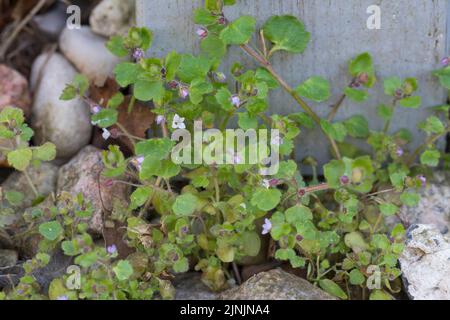 ivy-feuille speedwell (Veronica hederifolia), floraison, Allemagne Banque D'Images