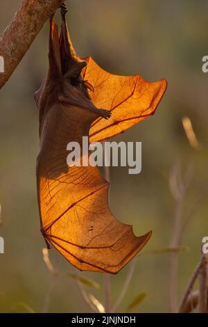 Chauve-souris noire, renard noir volant (Pteropus alecto), suspendue à l'envers d'une branche, vue latérale, Australie, territoire du Nord, Nitmiluk National Banque D'Images