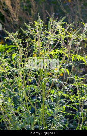 Herbe à poux annuelle, mauvaise herbe à poux, mauvaise herbe à poux, bois de millepertuis (Ambrosia artemisiifolia), avec inflorescences, Allemagne Banque D'Images