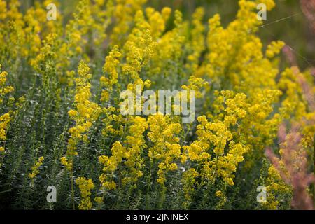 Paille de lit de ladys, paille de lit jaune, paille de lit de printemps jaune (Galium verum), floraison , Allemagne Banque D'Images